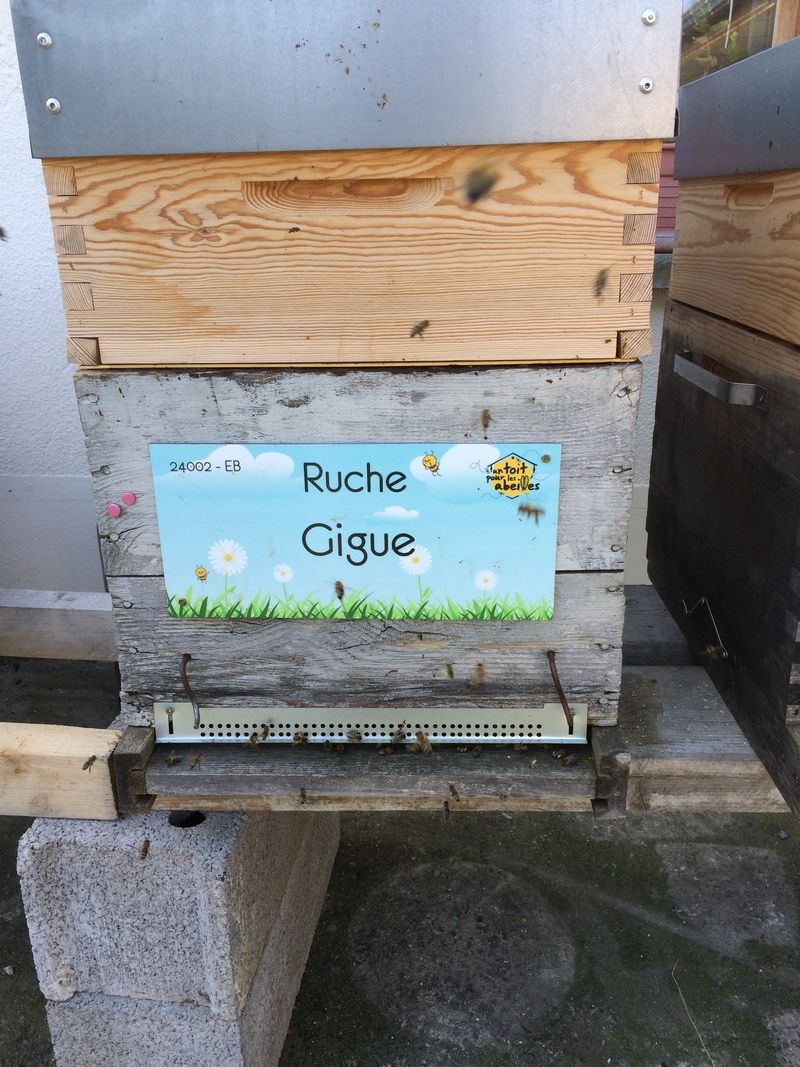 La ruche Gigue