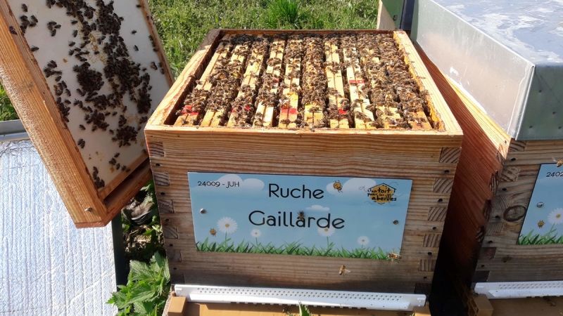 La ruche Gaillarde