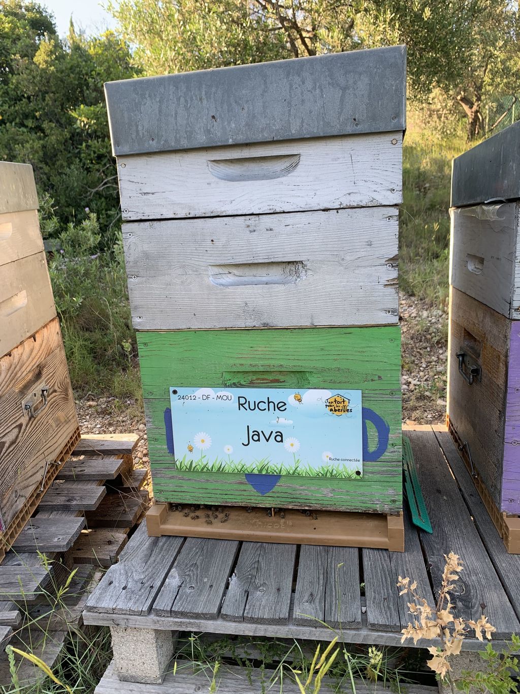 La ruche Java