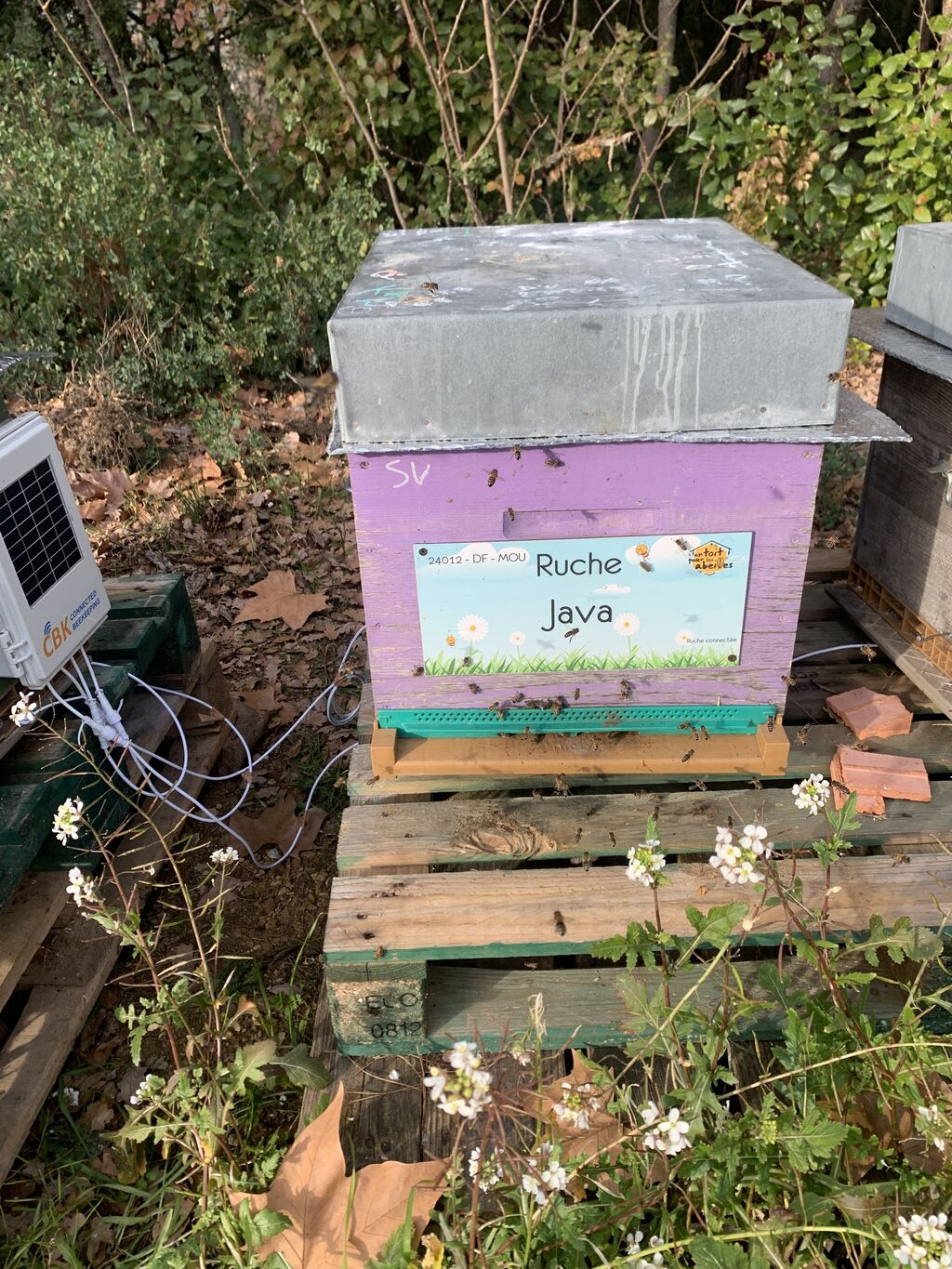 La ruche Java