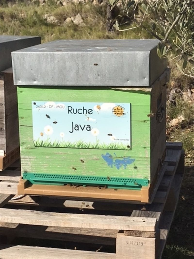 La ruche Java