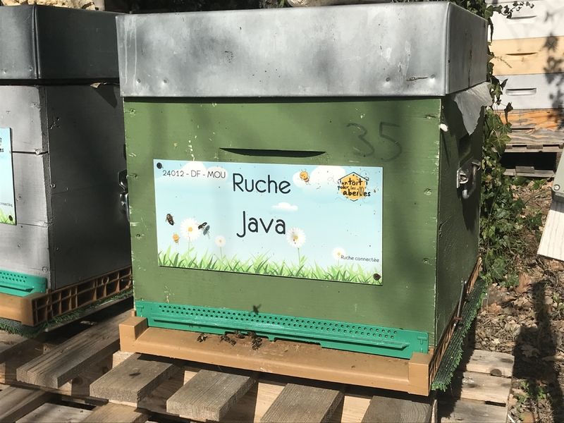 La ruche Java