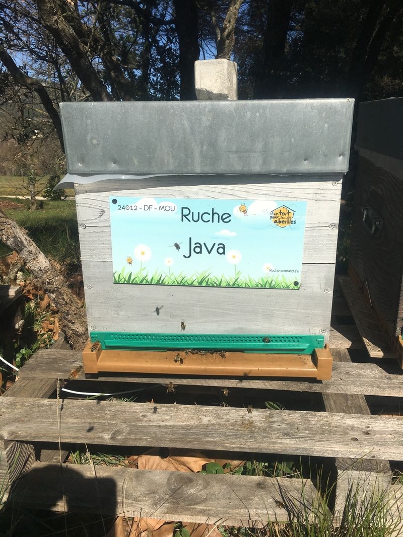 La ruche Java