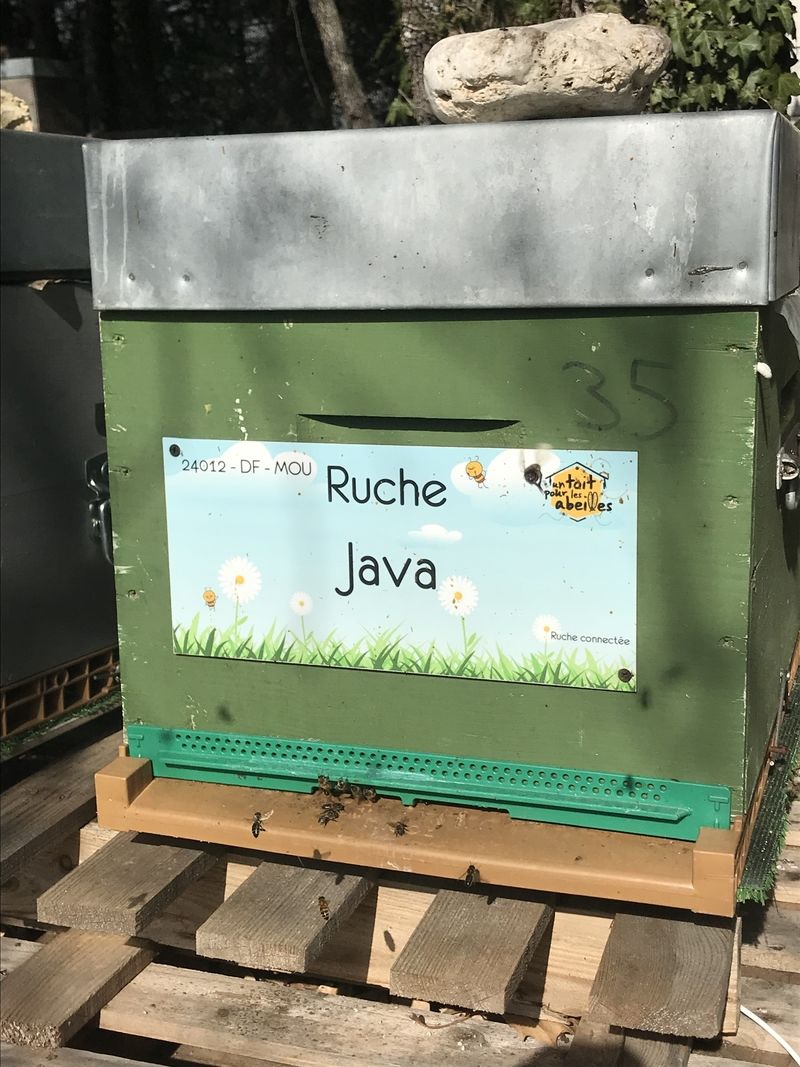 La ruche Java