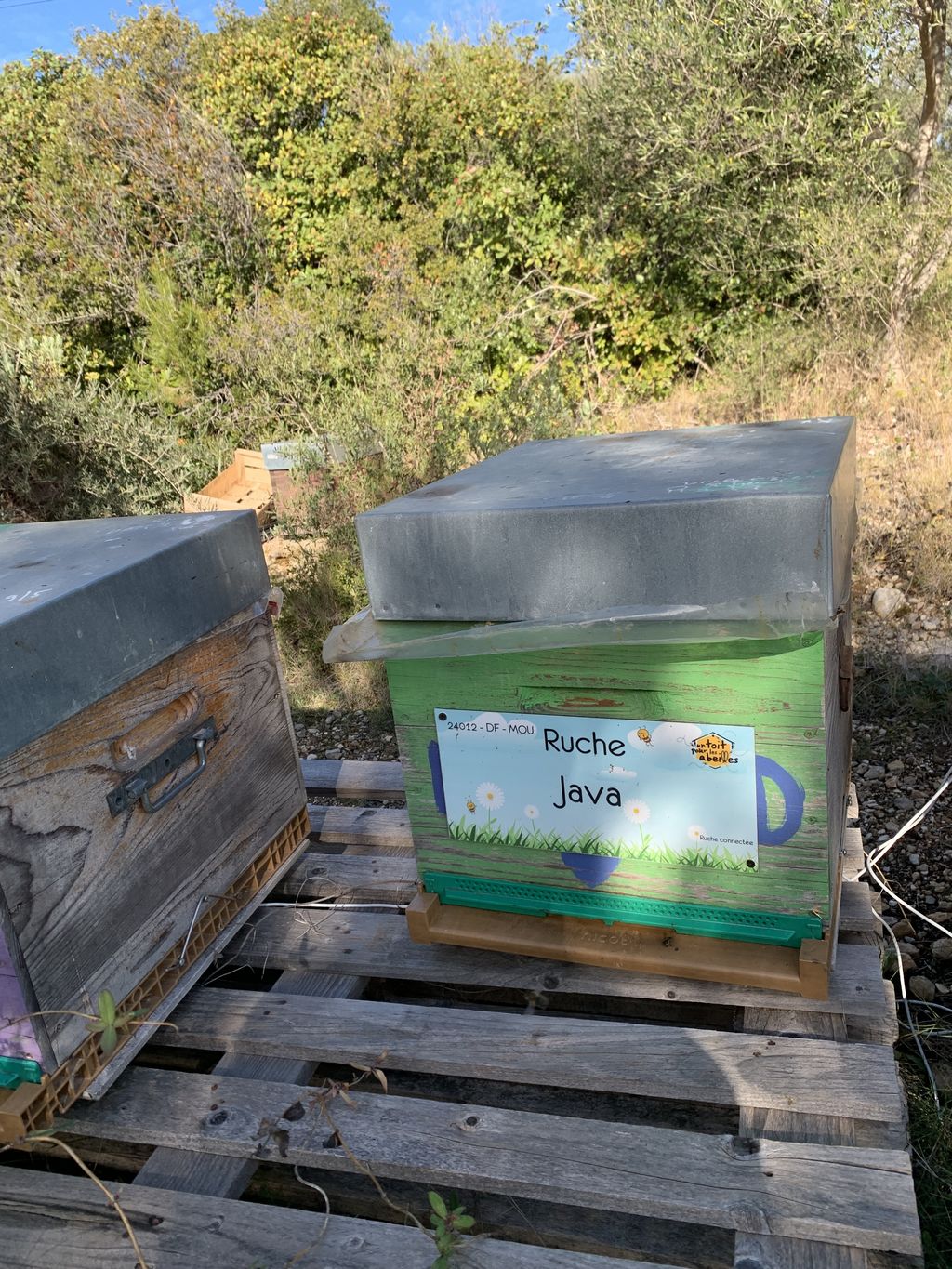 La ruche Java