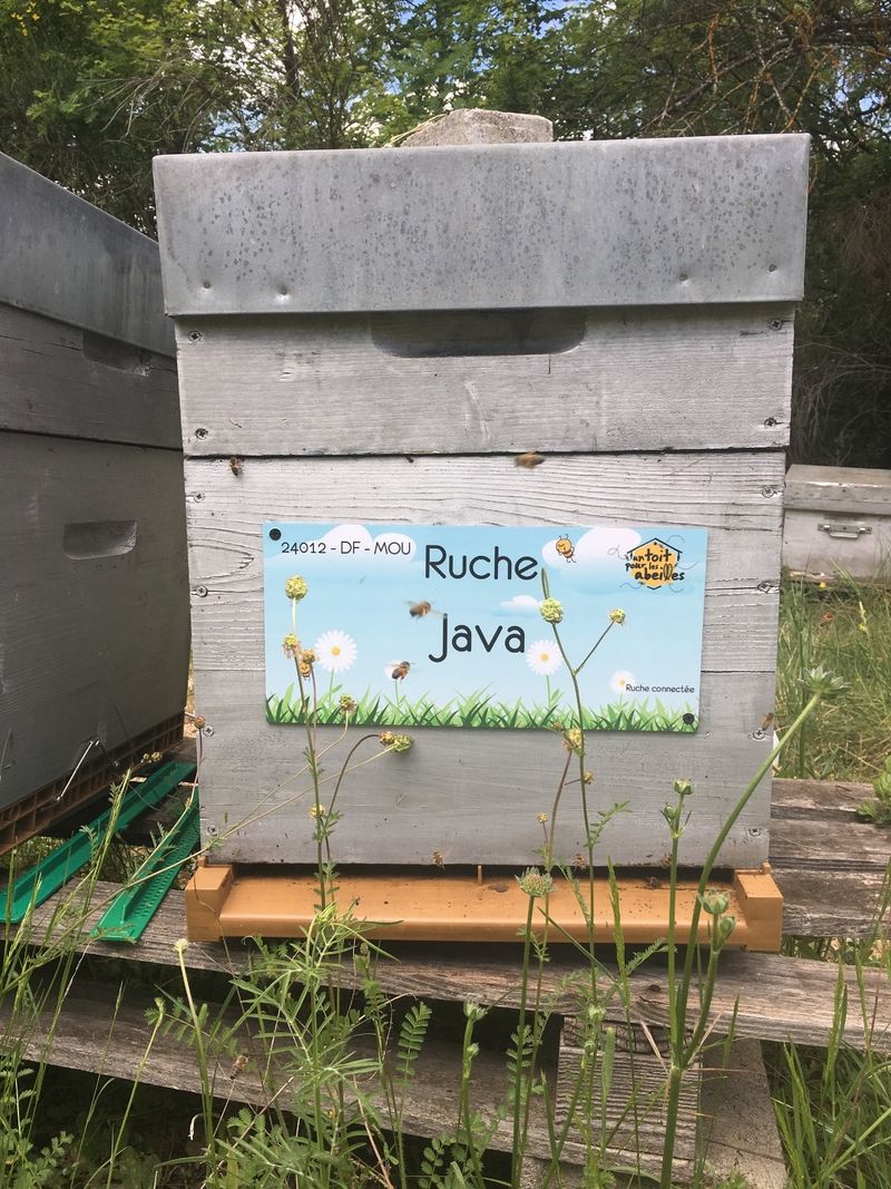 La ruche Java