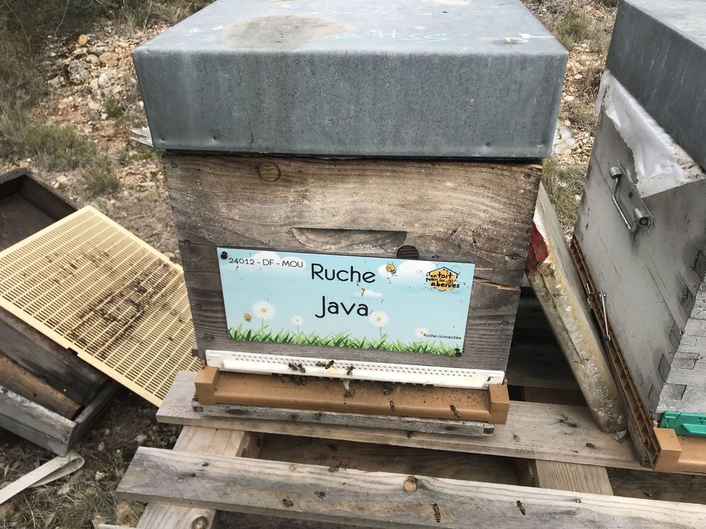 La ruche Java