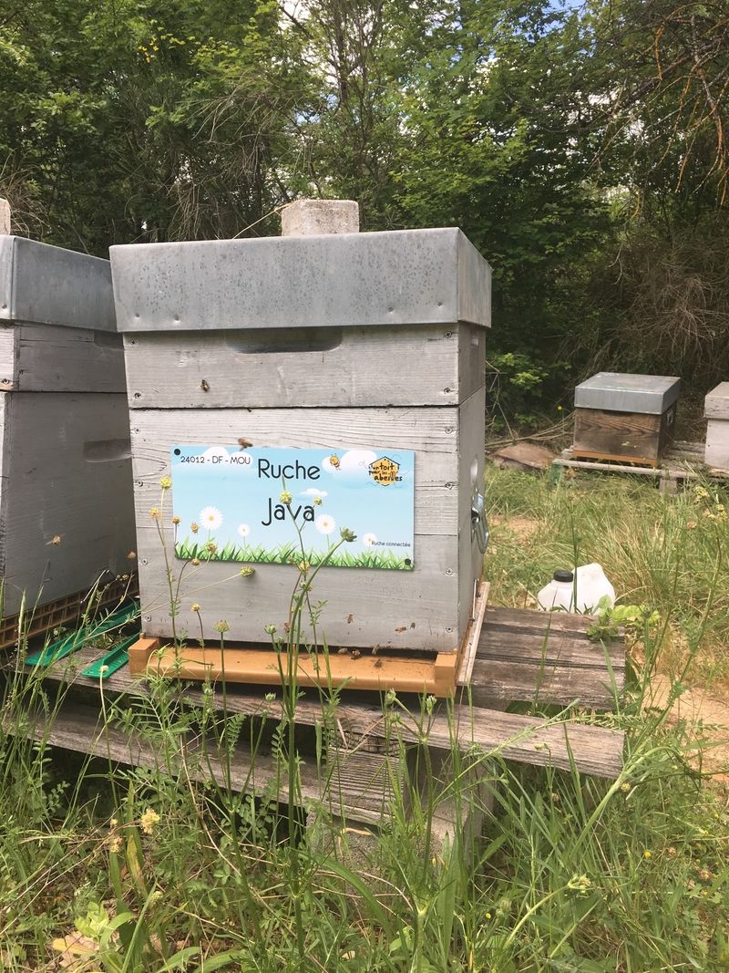 La ruche Java