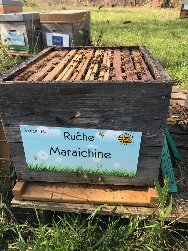 La ruche Maraichine