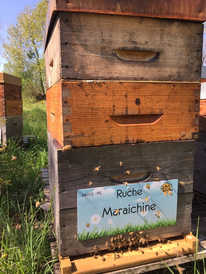 La ruche Maraichine