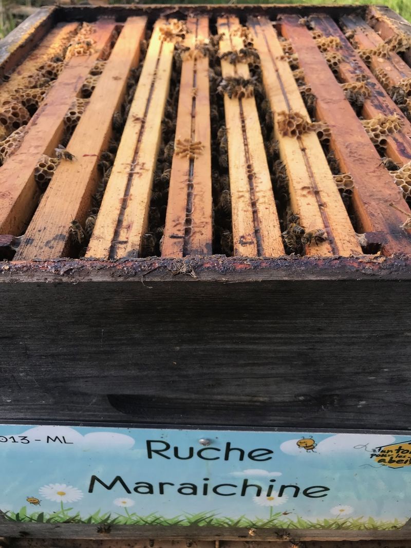La ruche Maraichine