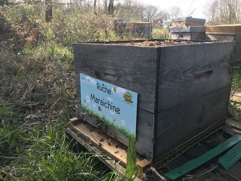 La ruche Maraichine