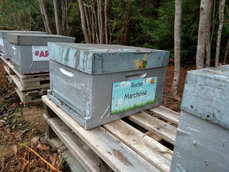La ruche Marchoise