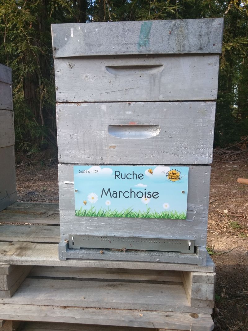 La ruche Marchoise