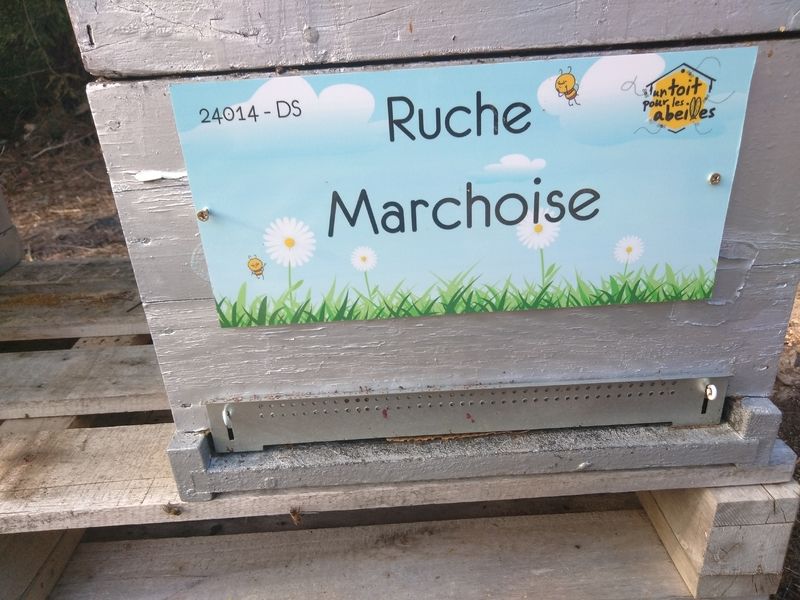 La ruche Marchoise