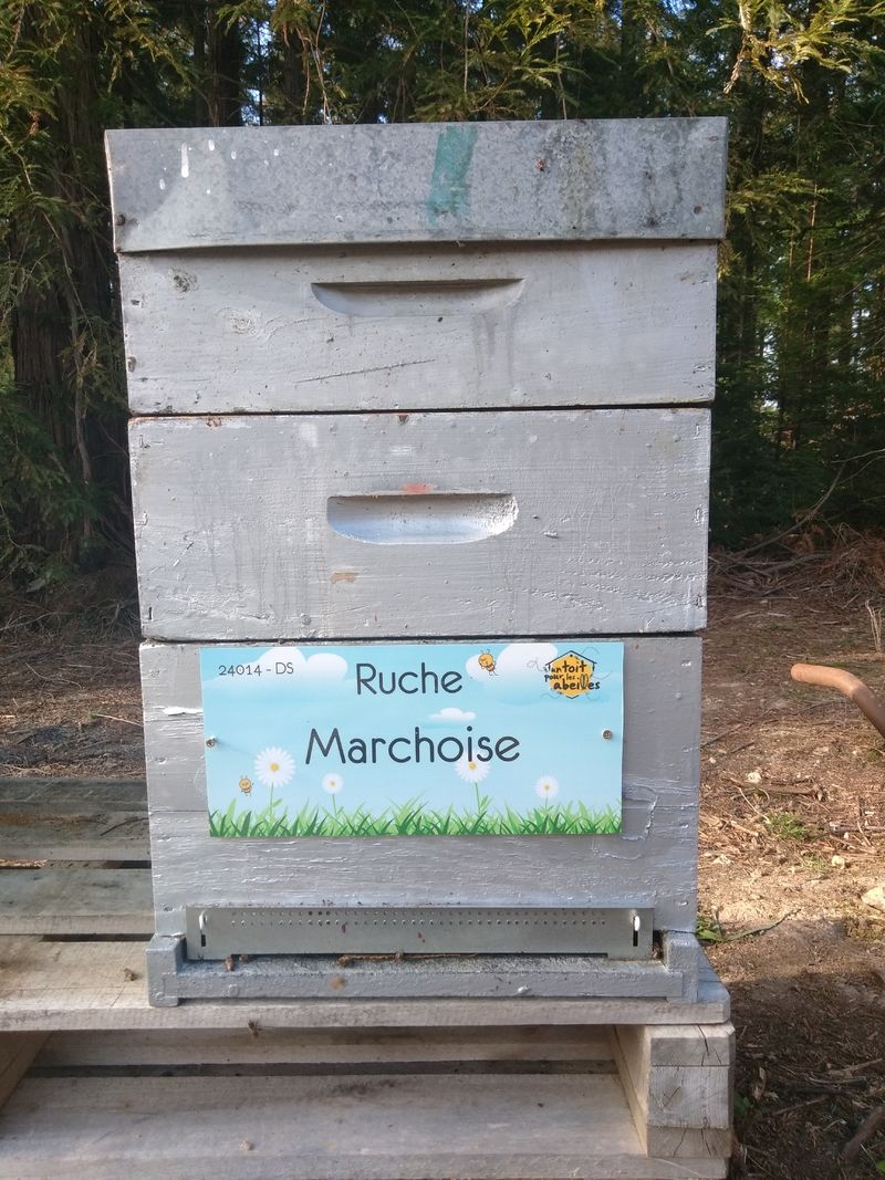 La ruche Marchoise