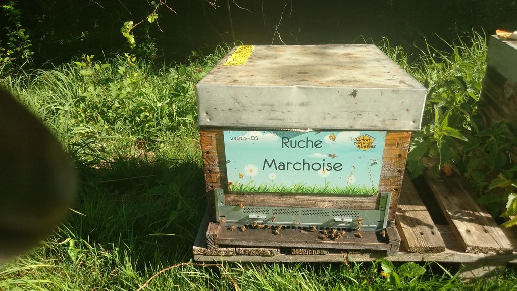 La ruche Marchoise