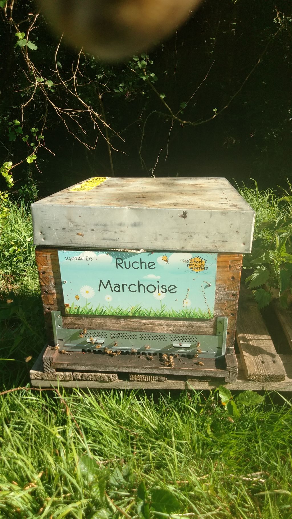 La ruche Marchoise
