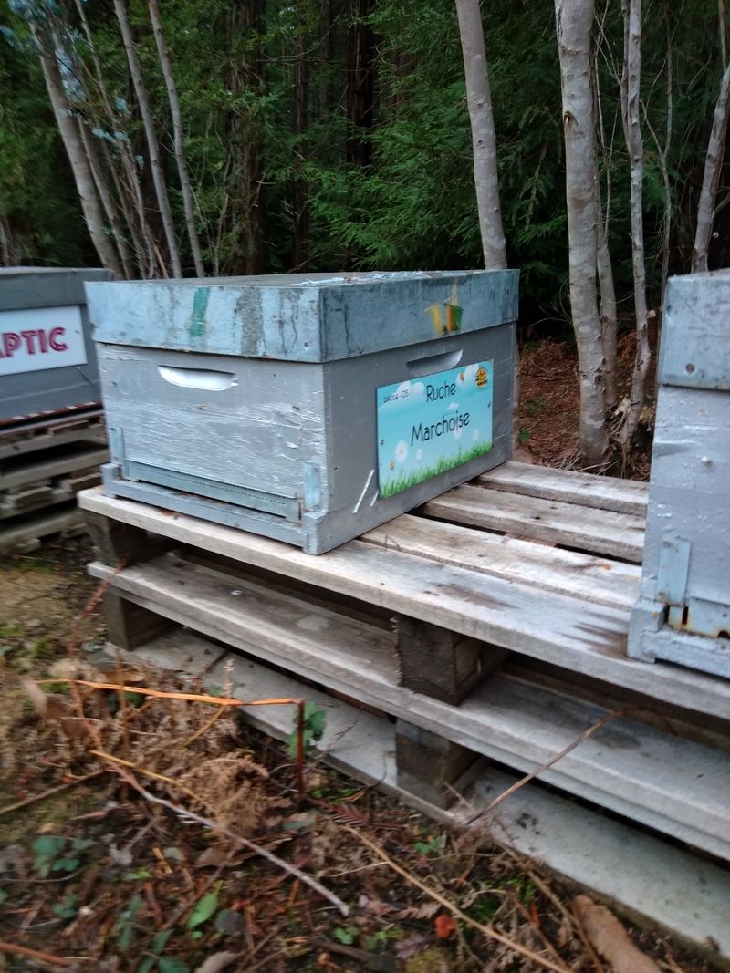 La ruche Marchoise