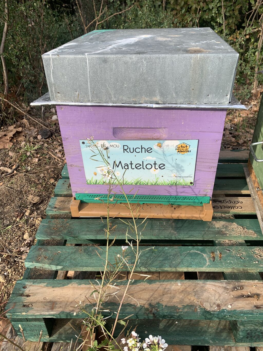 La ruche Matelote