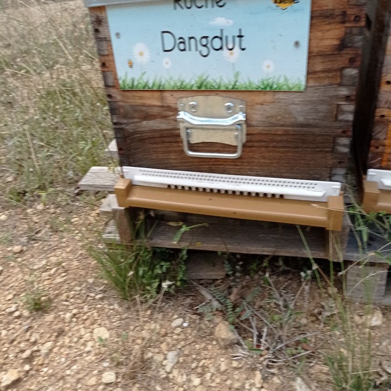 La ruche Dangdut