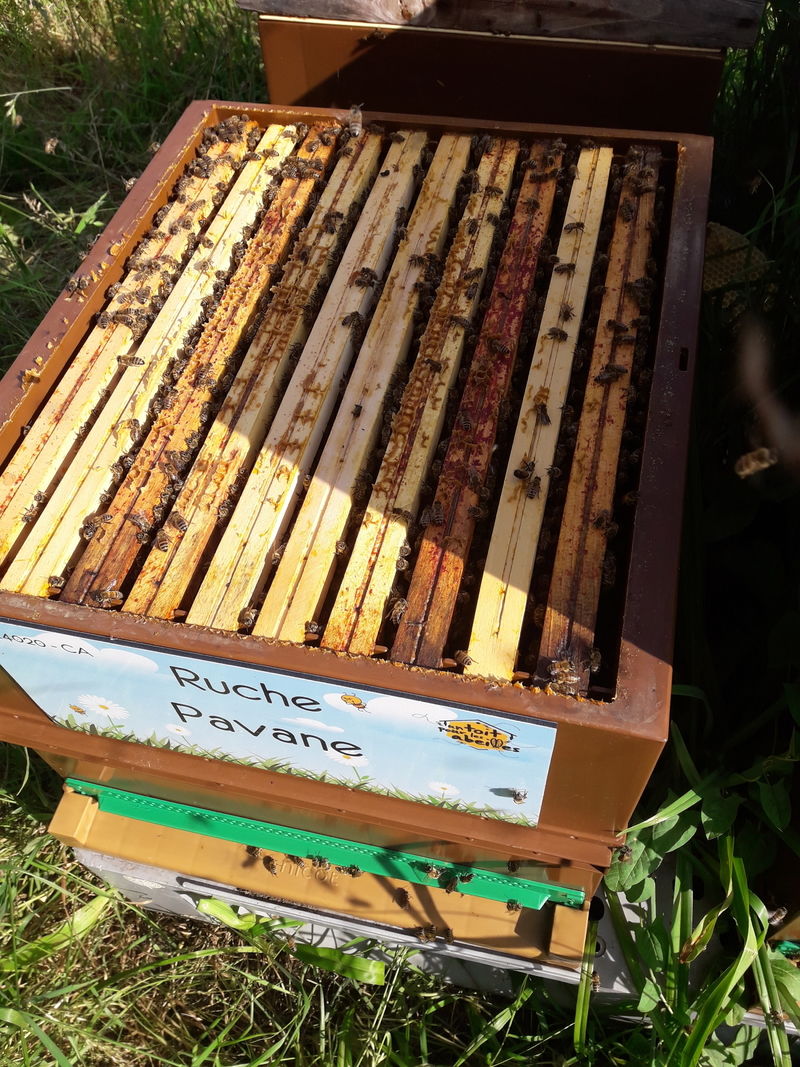 La ruche Pavane