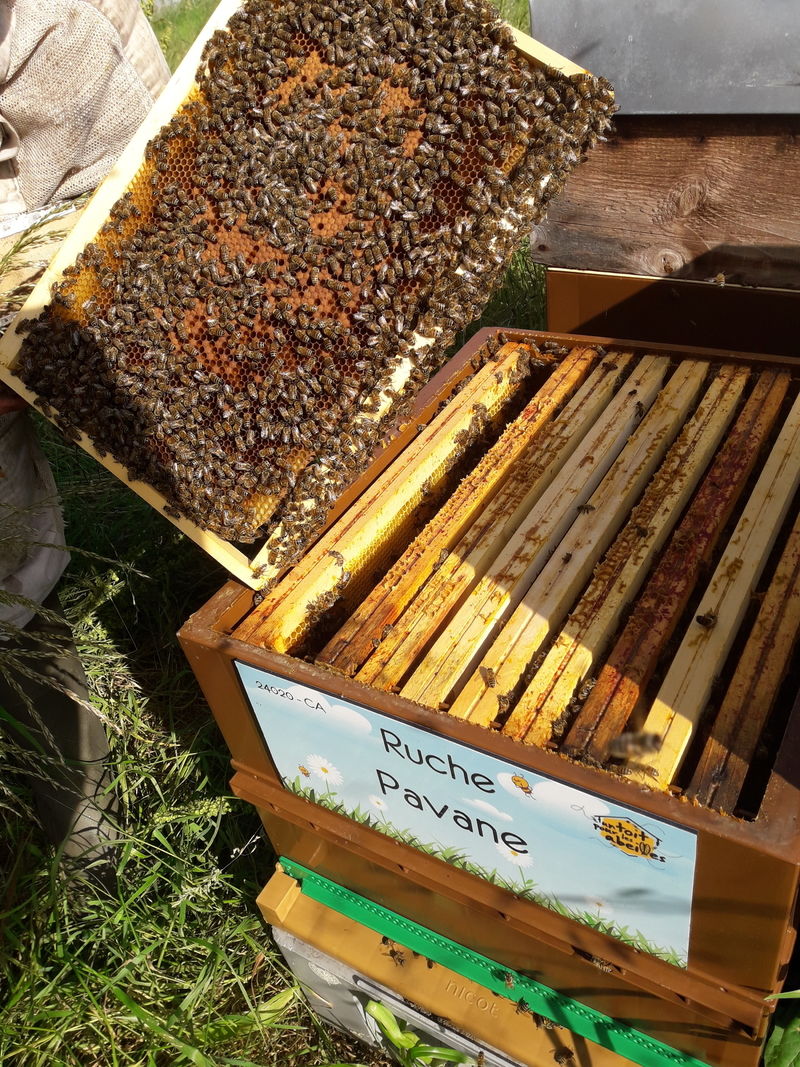 La ruche Pavane