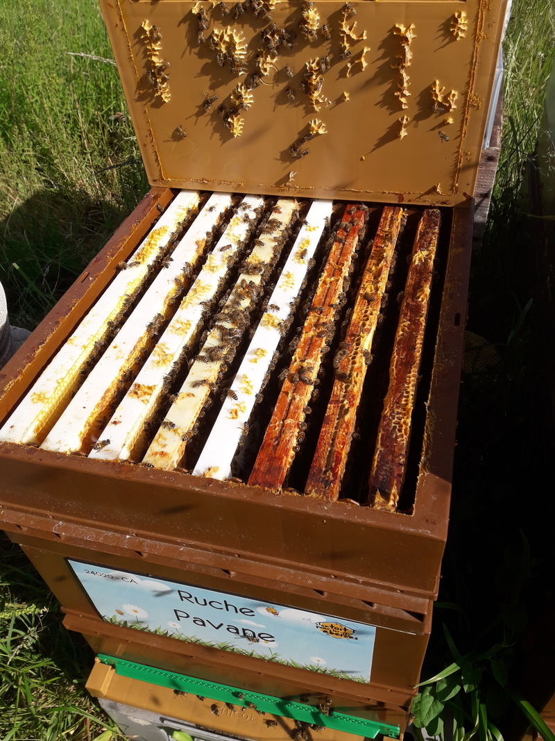 La ruche Pavane