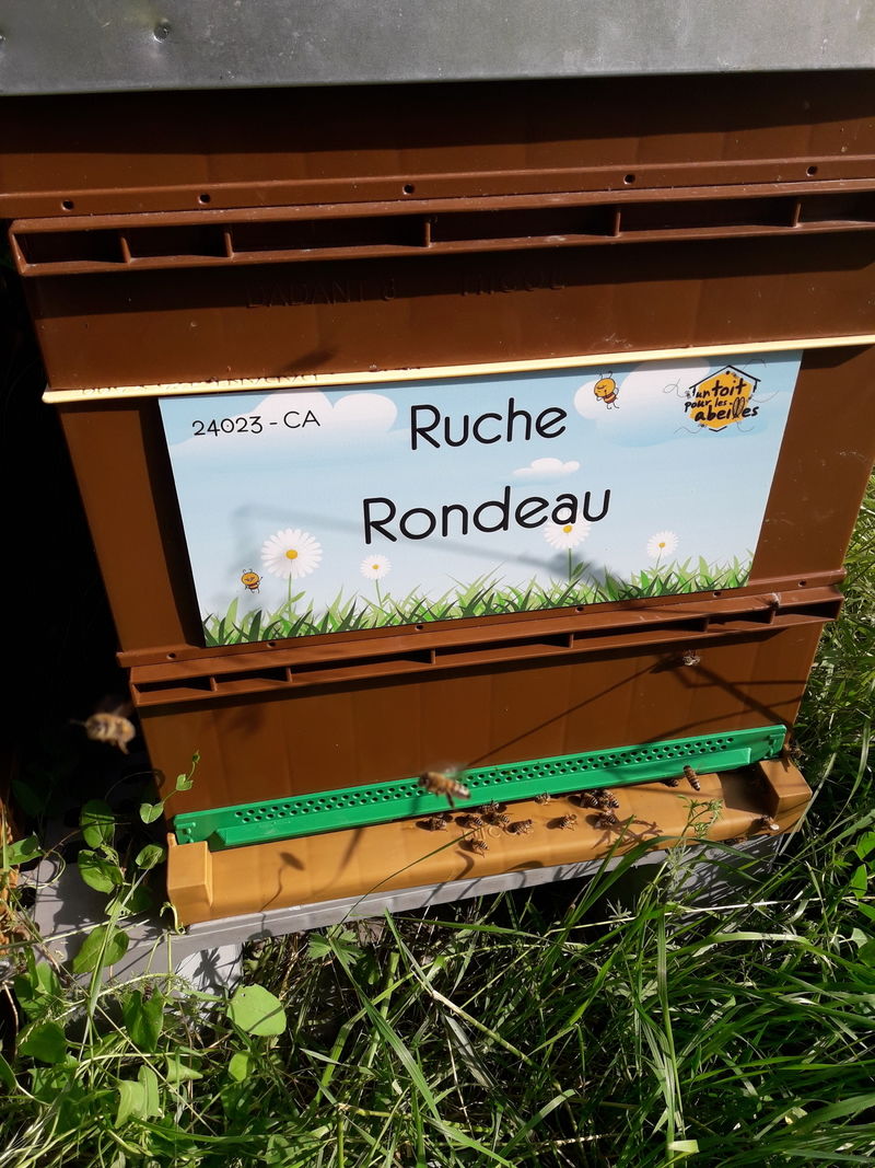 La ruche