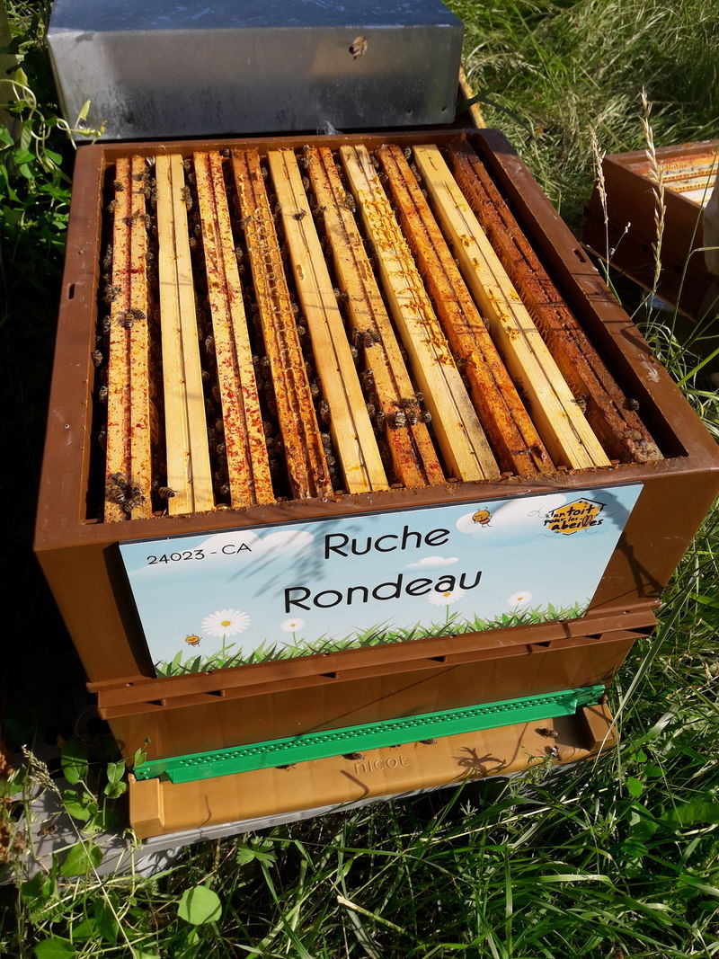 La ruche Rondeau
