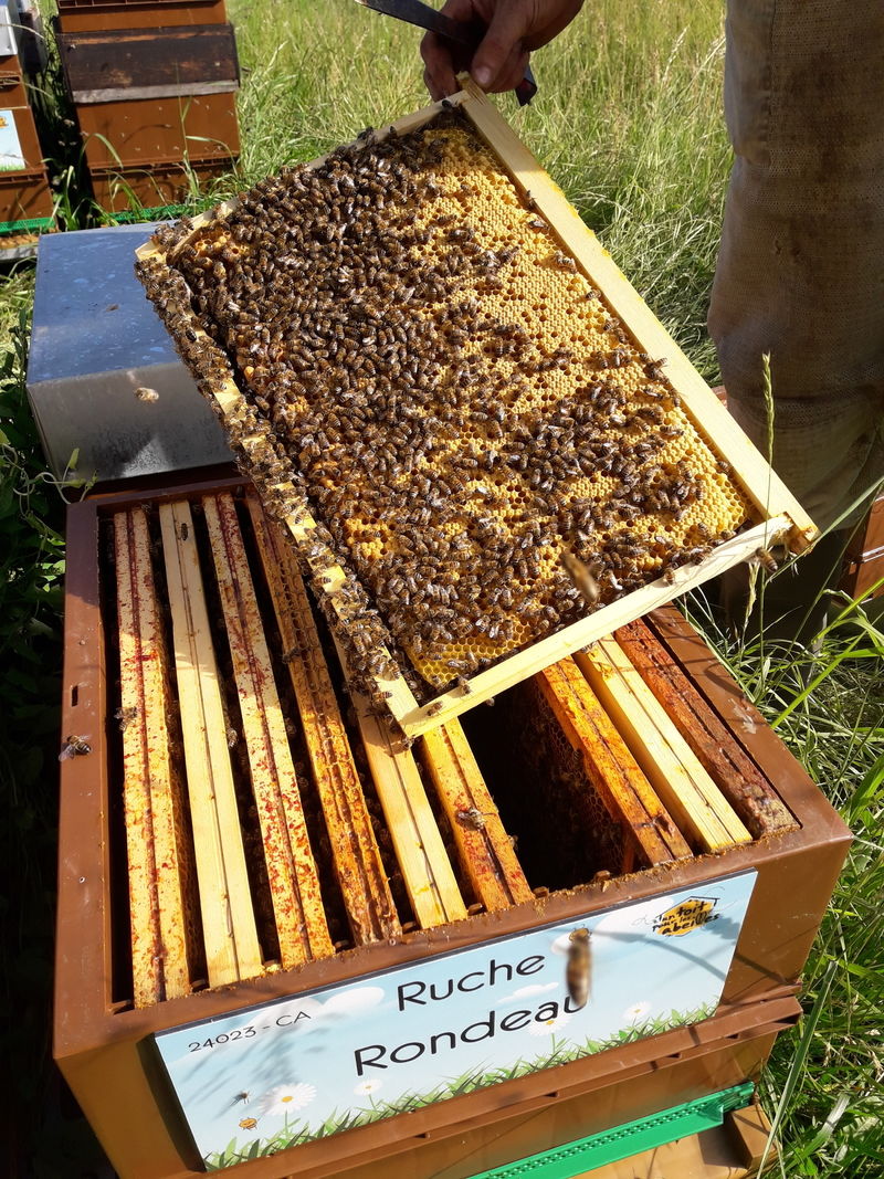 La ruche Rondeau