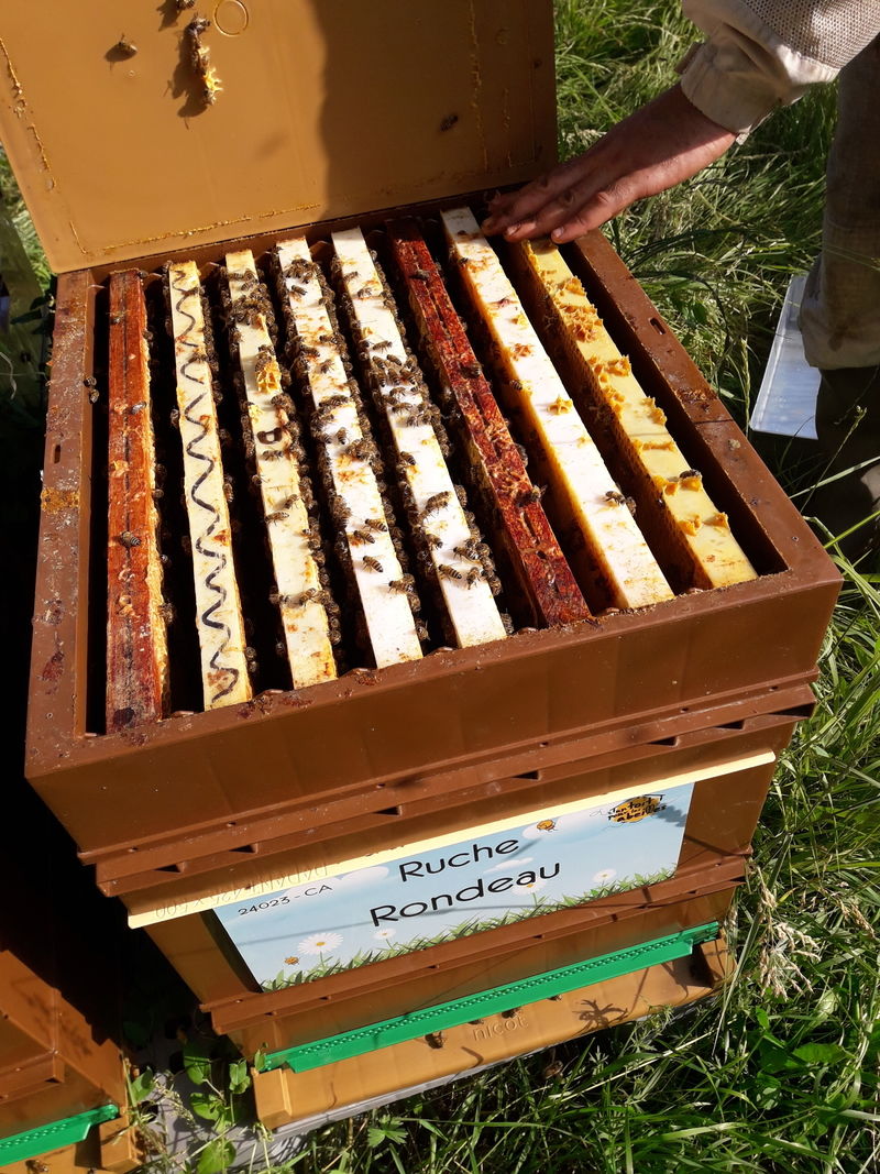 La ruche Rondeau