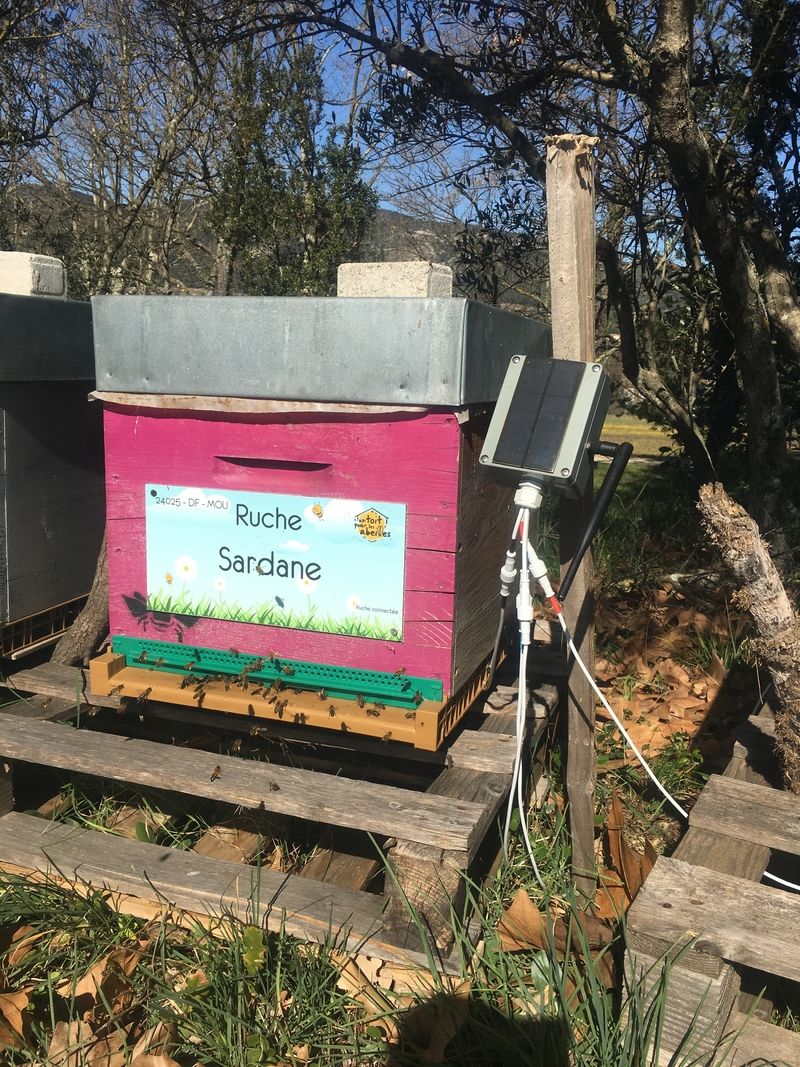 La ruche Sardane