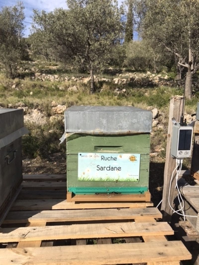 La ruche Sardane