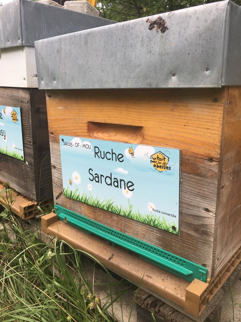 La ruche Sardane