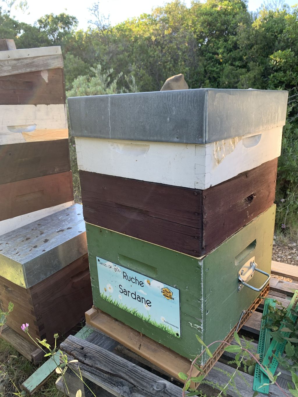 La ruche Sardane
