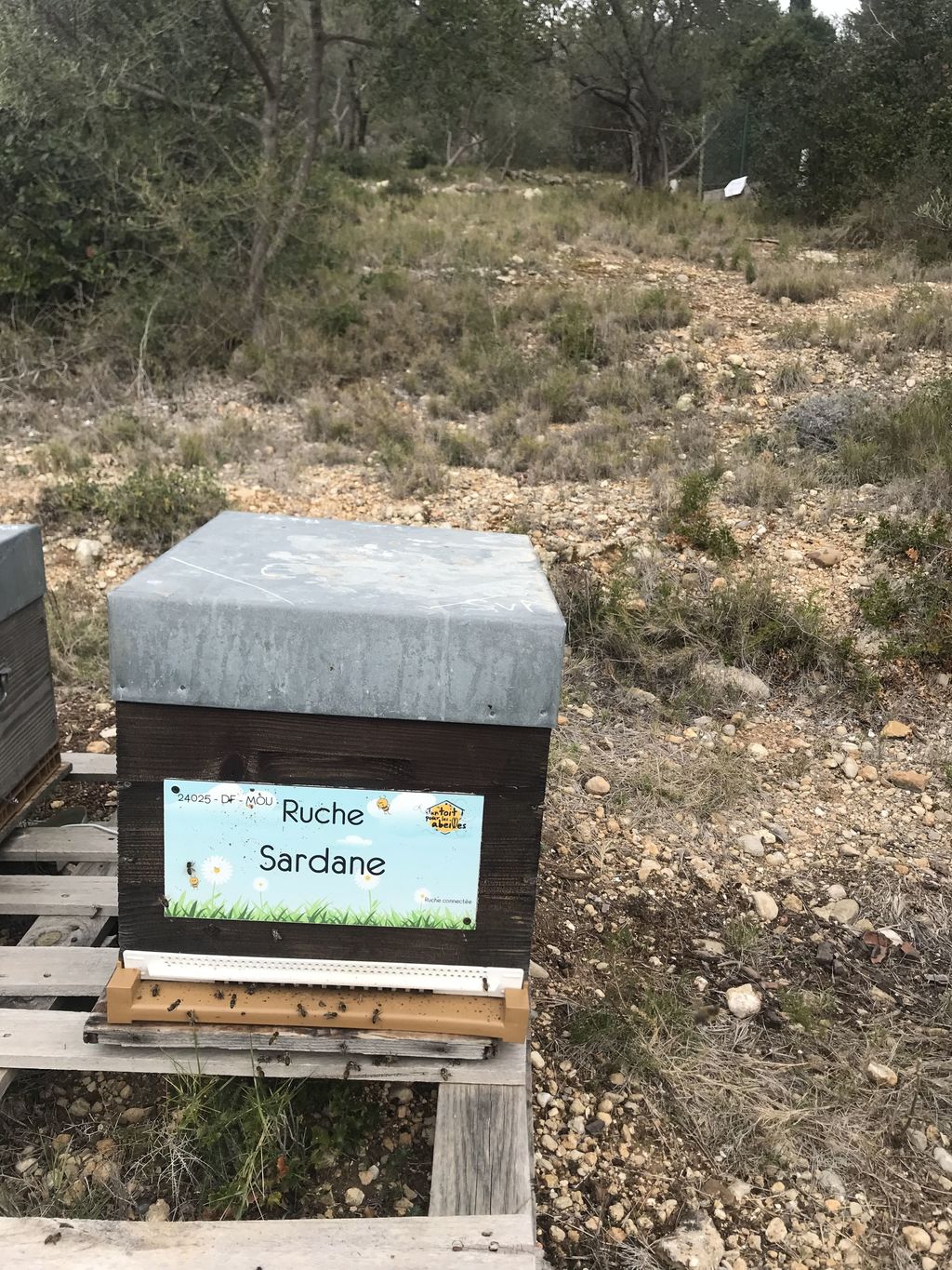La ruche
