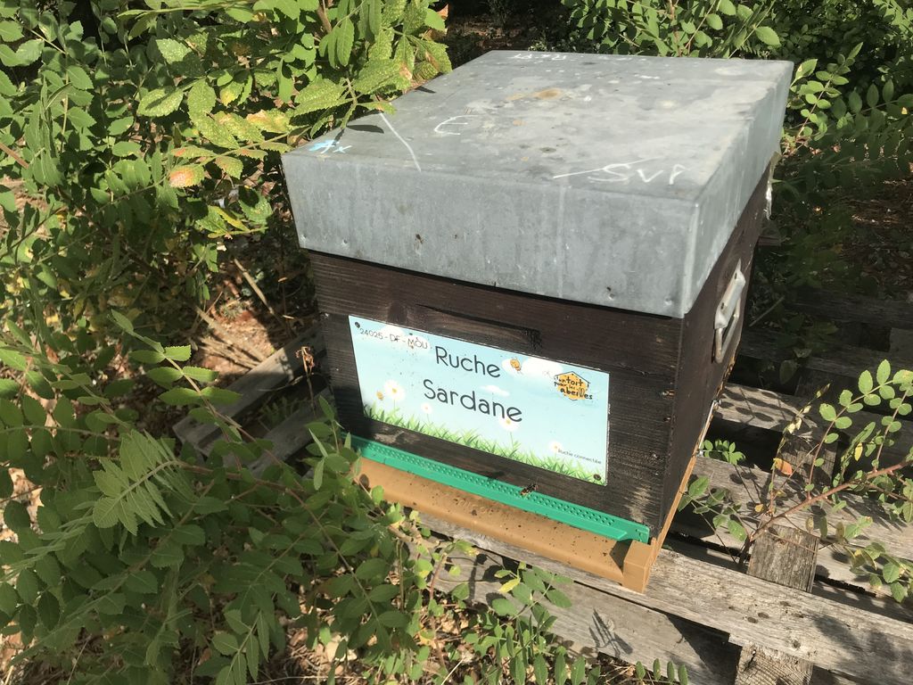 La ruche Sardane
