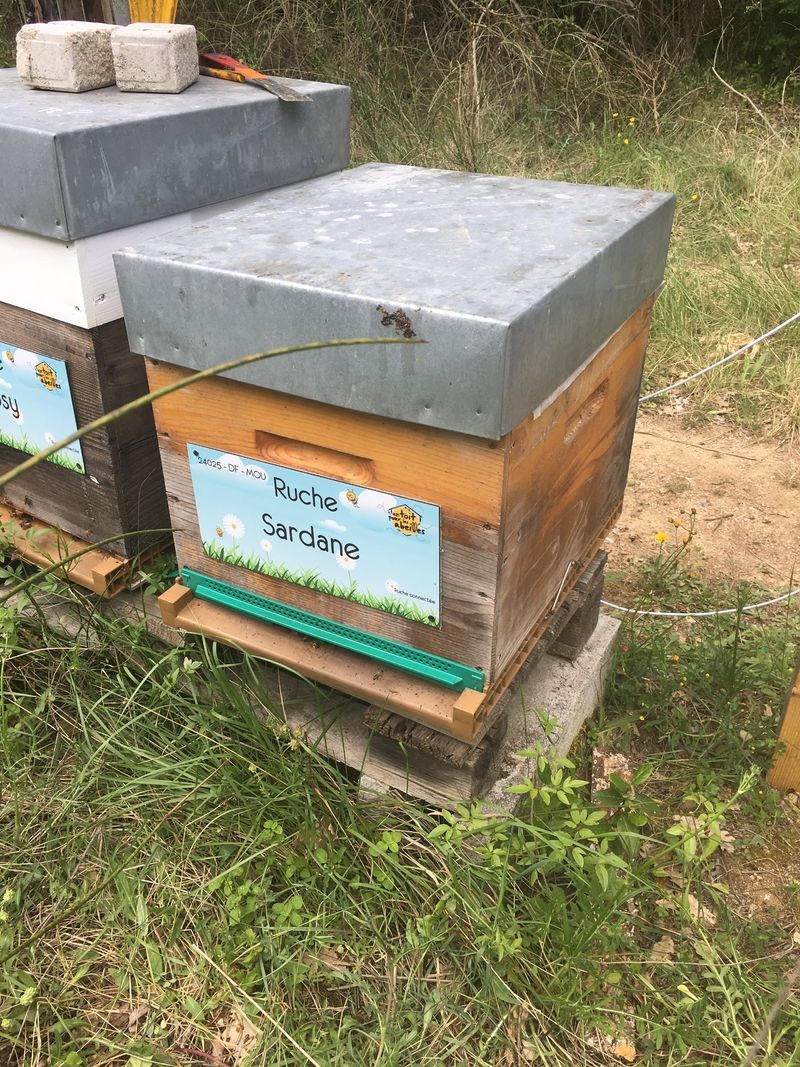 La ruche Sardane