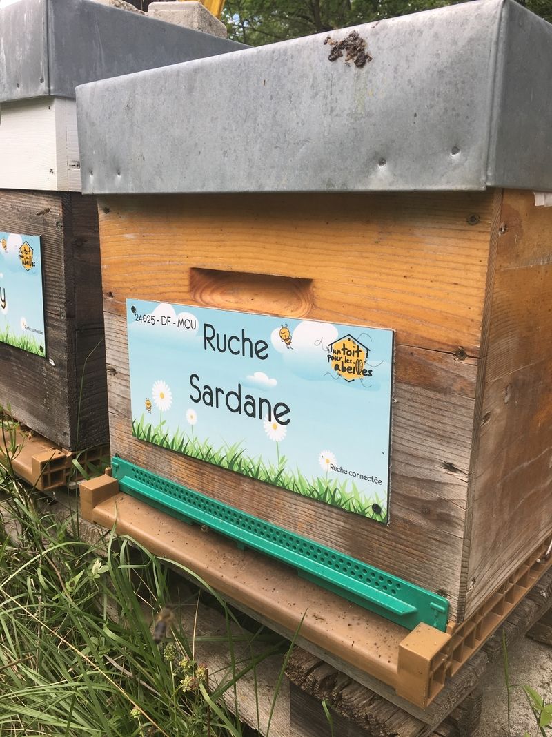 La ruche Sardane