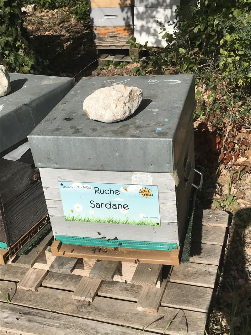 La ruche Sardane