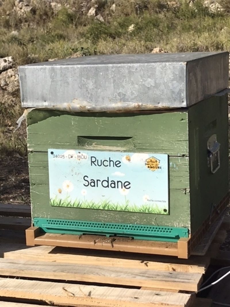 La ruche Sardane