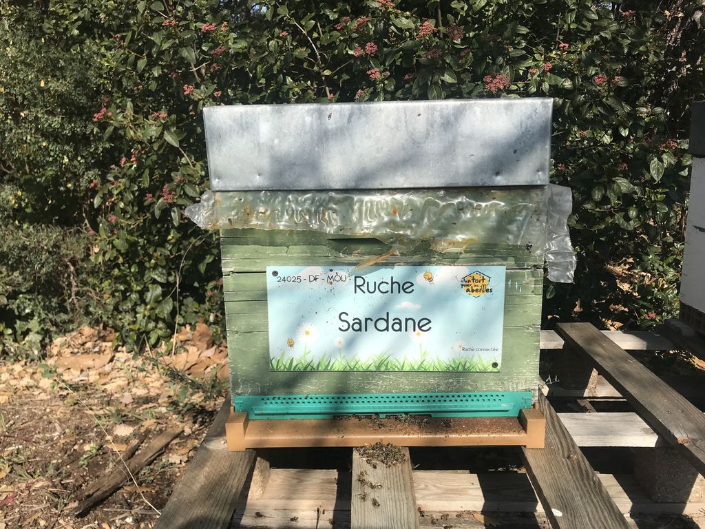 La ruche Sardane