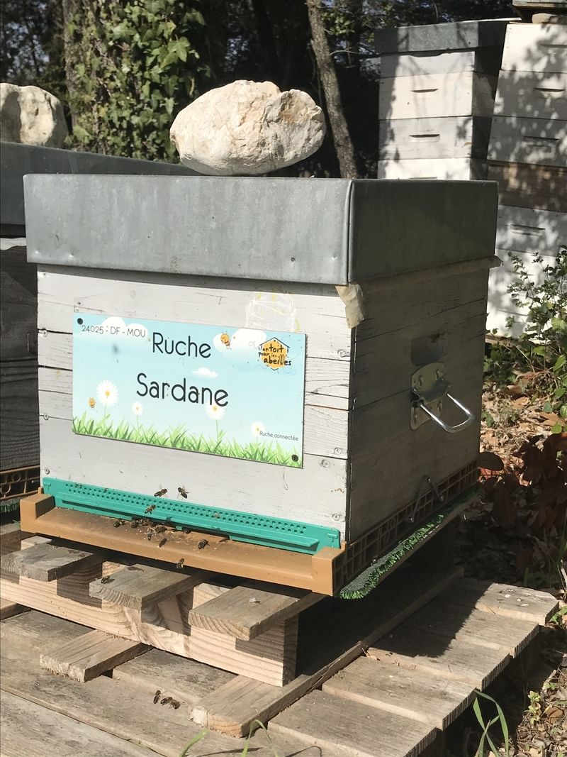 La ruche Sardane