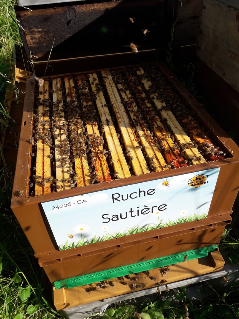 La ruche Sautière