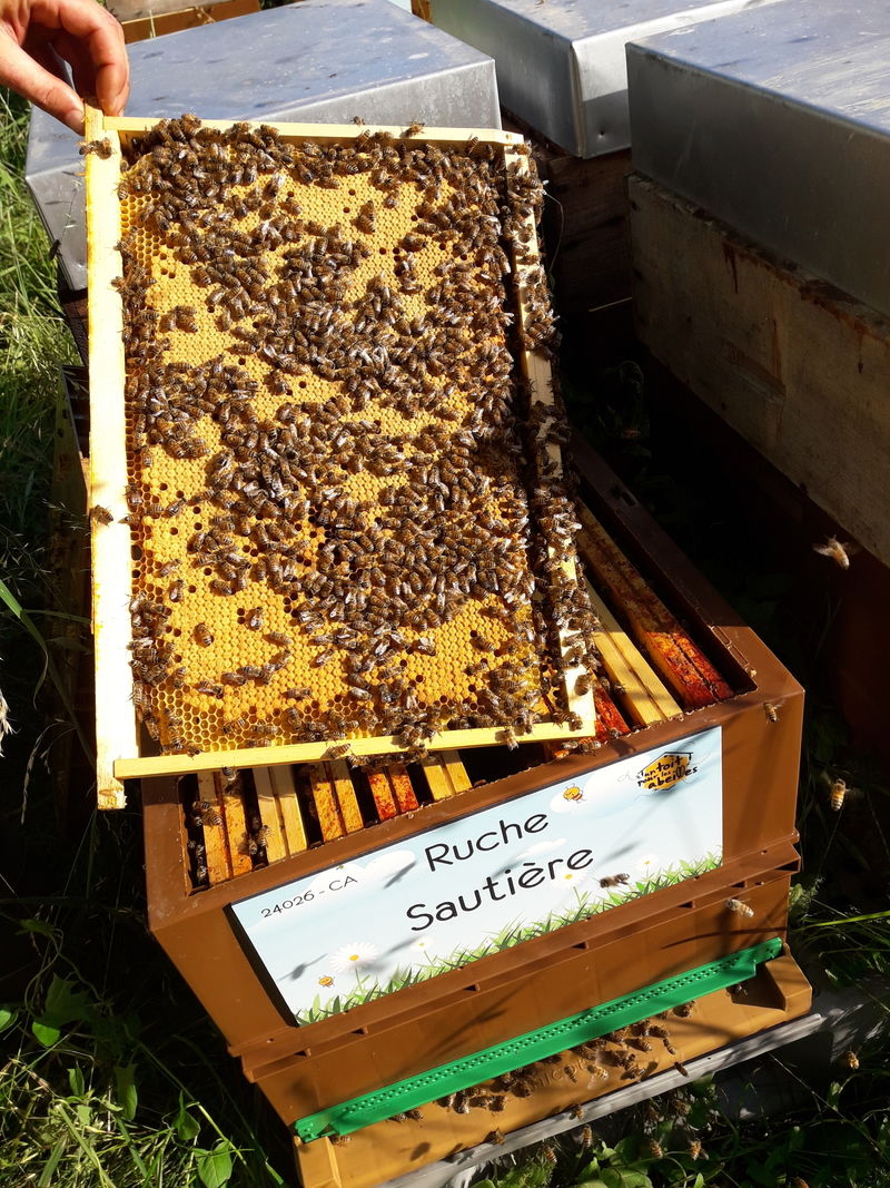 La ruche Sautière