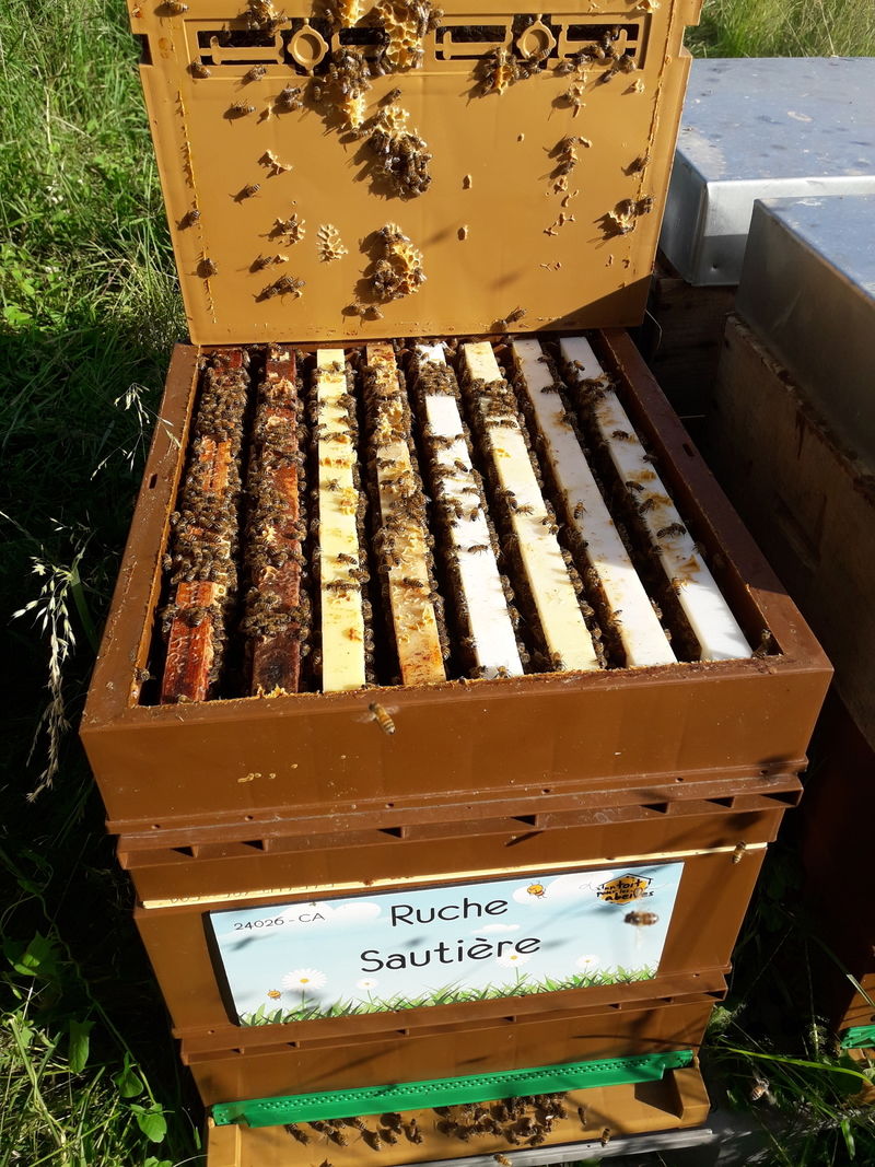 La ruche Sautière