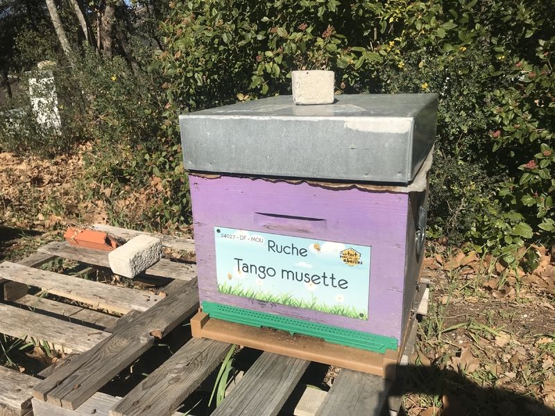 La ruche Tango musette