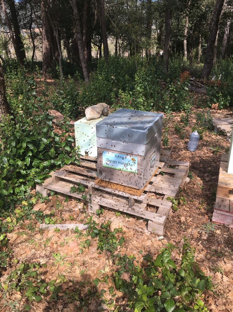 La ruche Tango musette