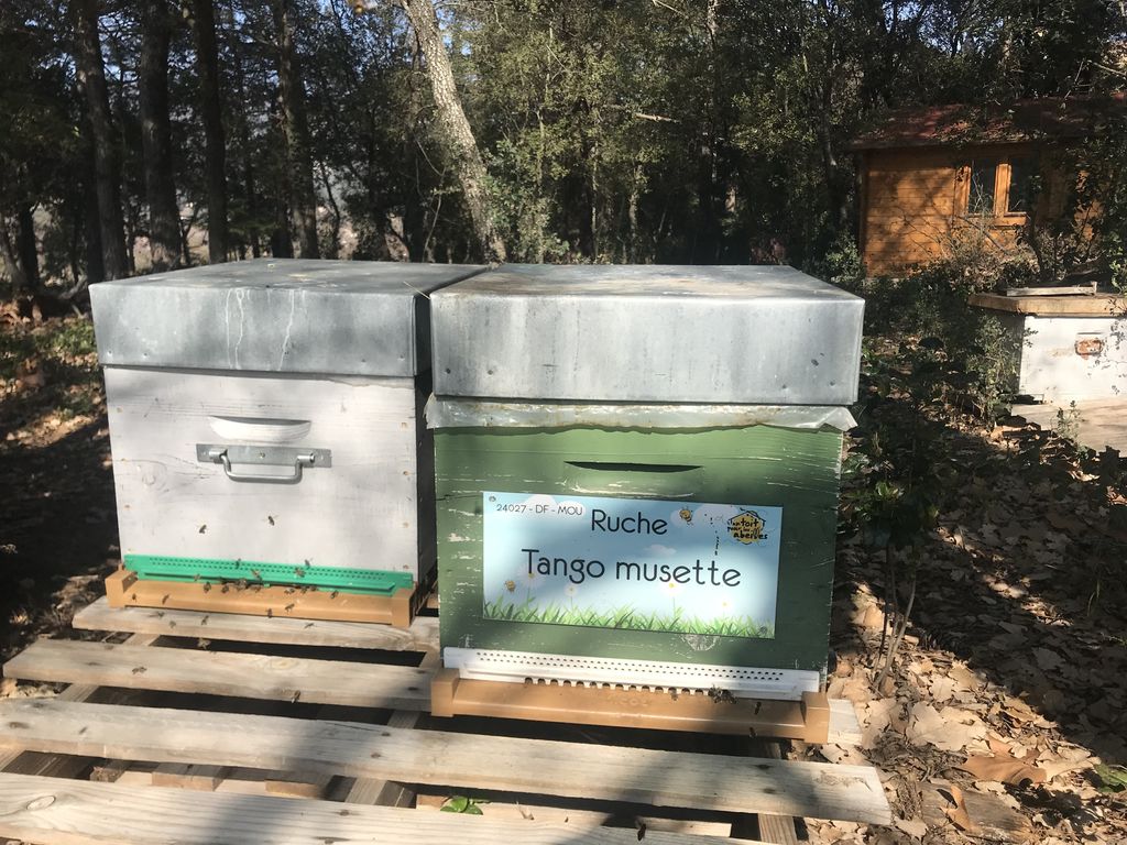 La ruche Tango musette